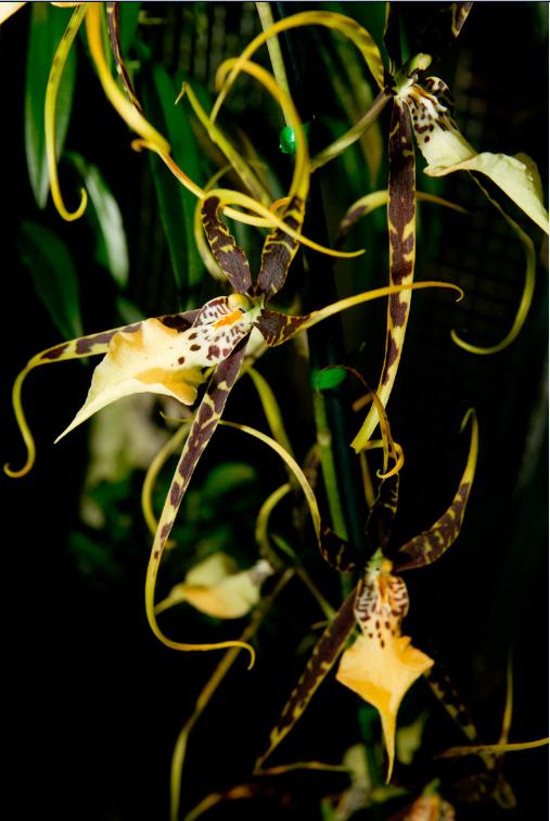 Obscura Society: Conservatory of Flowers