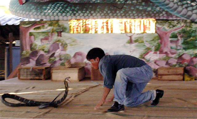 Cobra Fight - Snake Boxer - Thailand Snake Boxing - Atlas Obscura Blog