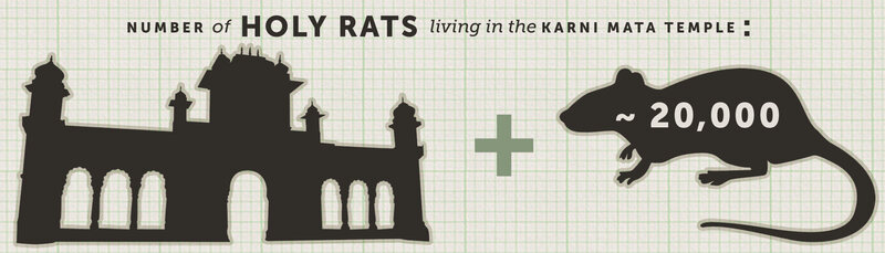 Rats of Karni Mata Temple