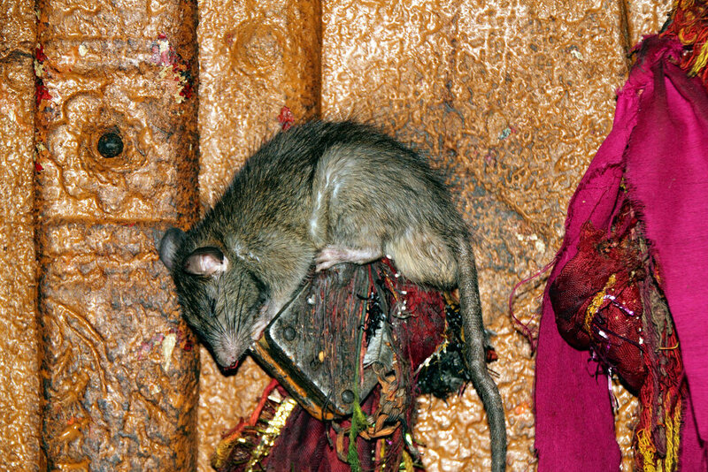 Rats of Karni Mata Temple