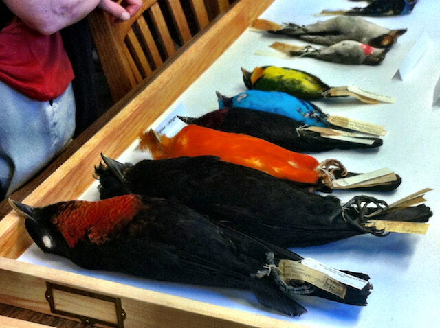 Colorful Birds, sitting very quietly 