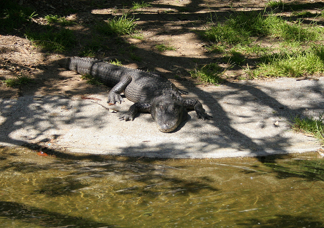 Reggie the Alligator in Los Angeles - LA Alligator California - Atlas Obscura