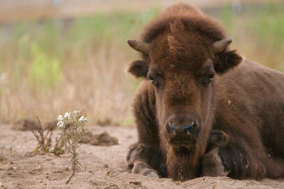 San Francisco Bison