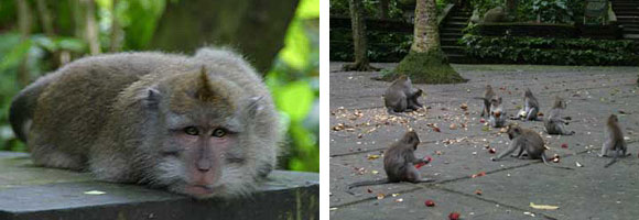 Sacred Monkey Forest Sanctuary