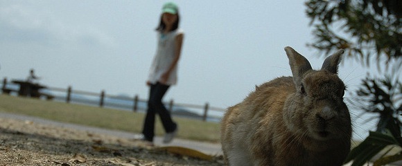 Okunoshima - Rabbit Island - Poisonous Gas Manufacturing - Japan