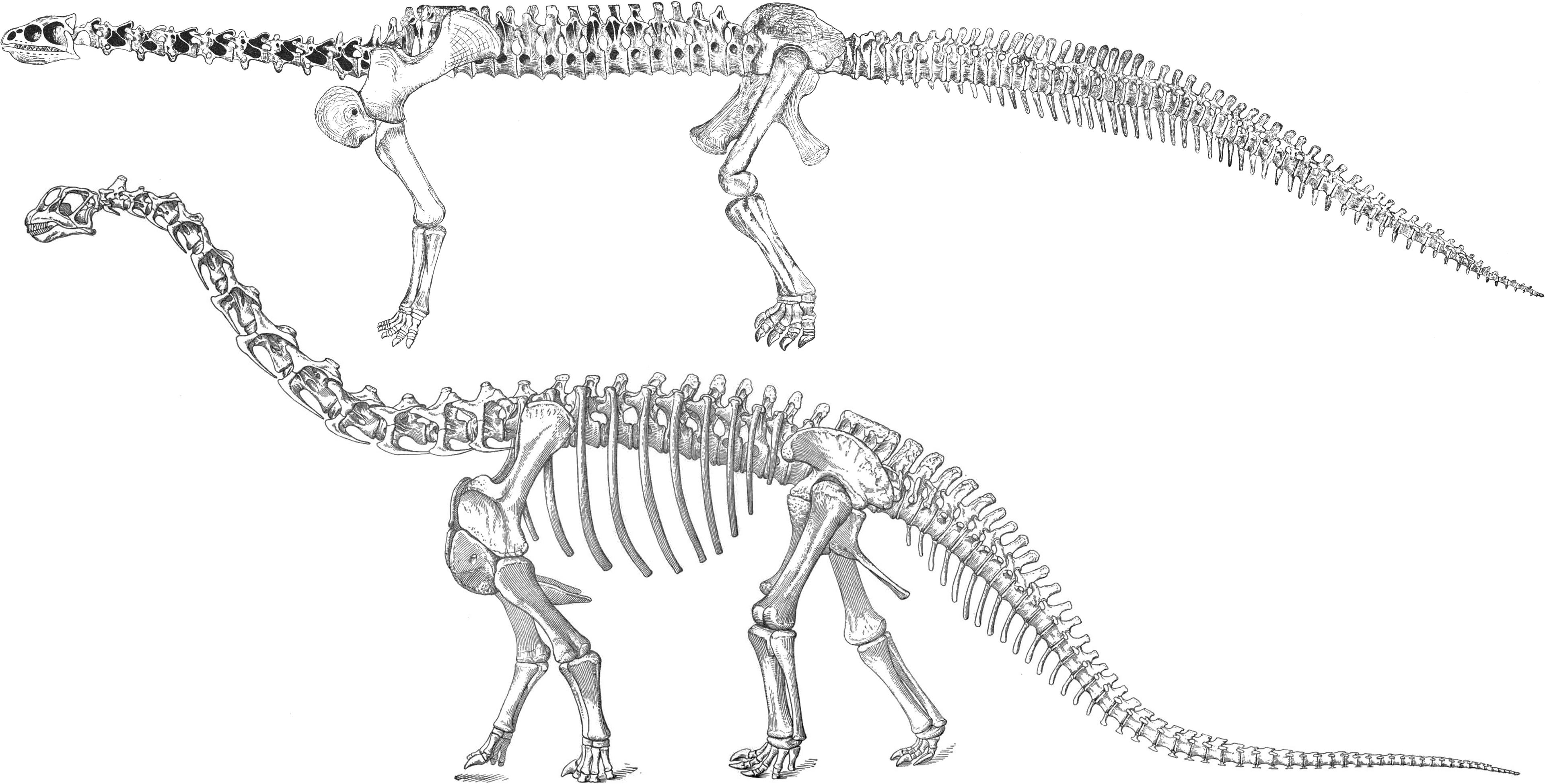 Sauropods - 169 Years of Academic Research - Dinosaurs - Atlas Obscura