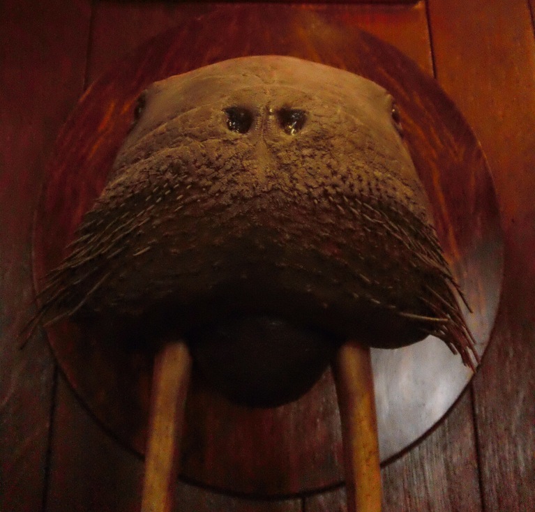 Walrus Head Taxidermy - Explorers Club New York City - Atlas Obscura Blog